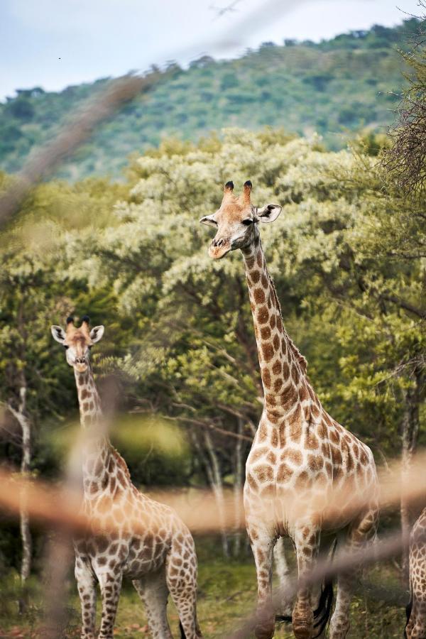 Letamo At Qwabi Private Game Reserve By Newmark بيلا-بيلا المظهر الخارجي الصورة