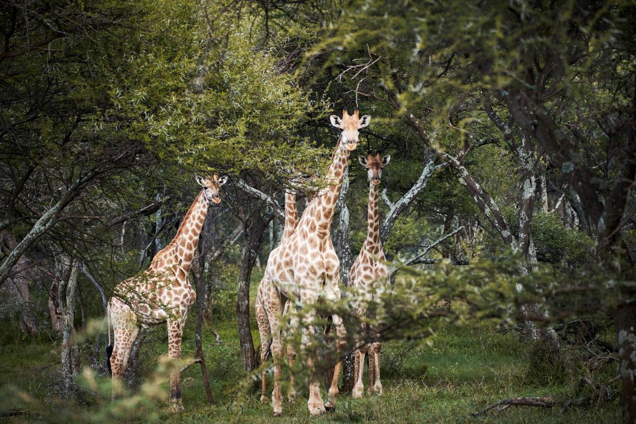 Letamo At Qwabi Private Game Reserve By Newmark بيلا-بيلا المظهر الخارجي الصورة