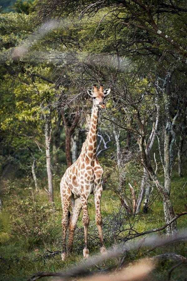 Letamo At Qwabi Private Game Reserve By Newmark بيلا-بيلا المظهر الخارجي الصورة